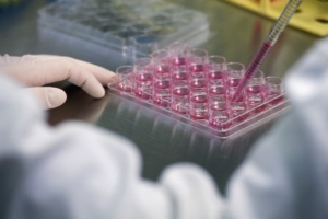 un ricercatore a lavoro su una coltura di cellule staminali 