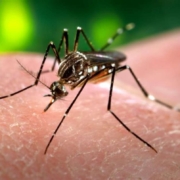zanzare nuovo virus oropouche, zika