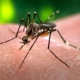 zanzare nuovo virus oropouche