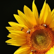 giornata mondiale delle api. perché sono importanti per la salute del pianeta