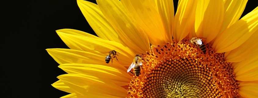 giornata mondiale delle api. perché sono importanti per la salute del pianeta