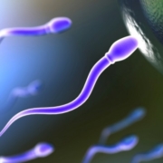 fertilità maschile, alcuni spermatozoi
