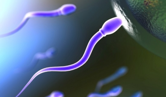 fertilità maschile, alcuni spermatozoi