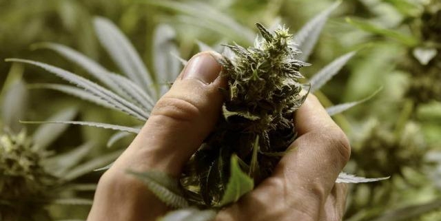 cannabis a uso medico, grillo: nessuna bocciatura dal css, pazienti continueranno terapie