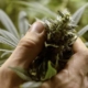 cannabis a uso medico, grillo: nessuna bocciatura dal css, pazienti continueranno terapie