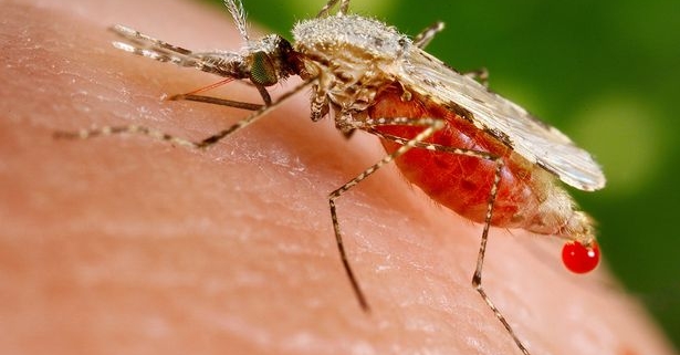malaria, una zanzara punge il braccio di un uomo