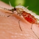 malaria, una zanzara punge il braccio di un uomo