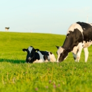semi di lino nella dieta bovina e il latte diventa più ricco di omega 3