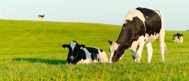semi di lino nella dieta bovina e il latte diventa più ricco di omega 3