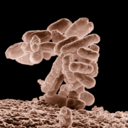 trapianto di microbiota, svolta contro epidemia di infezione da clostridium difficile