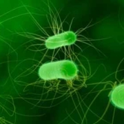 infezioni fingine: super batteri