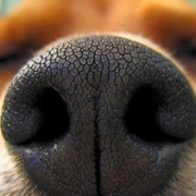 cani: olfatto potrebbe scovare tumore al polmone. al via ricerca