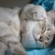 due gatti che riposano