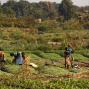 si chiude il simposio fao su “agricultural innovation for family farmers”