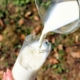 latte materno per gli adulti? ci stanno pensando le aziende