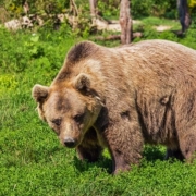 atrofia muscolare, un orso