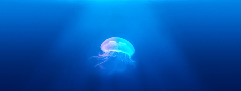 meduse urticanti