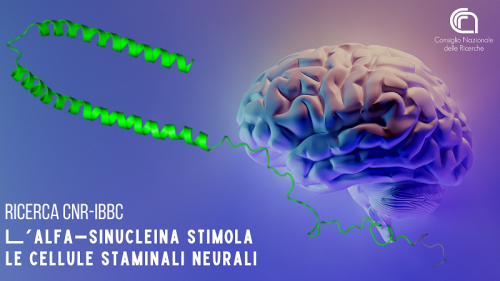 molecola con ruolo anti-invecchiamento neuroni