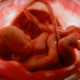 prematuri, un feto nell'utero materno