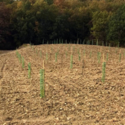 alberi da nettare per le api nell'oasi del bambin gesù