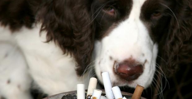 fumo passivo: un cane davanti a un posacenere pieno di mozziconi