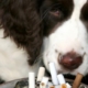 fumo passivo: un cane davanti a un posacenere pieno di mozziconi