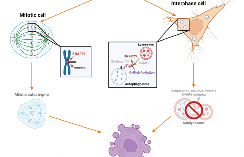 cnr, molecola che blocca crescita cellule tumori