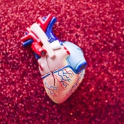 malattie cardiovascolari strutturali, immagine di un cuore