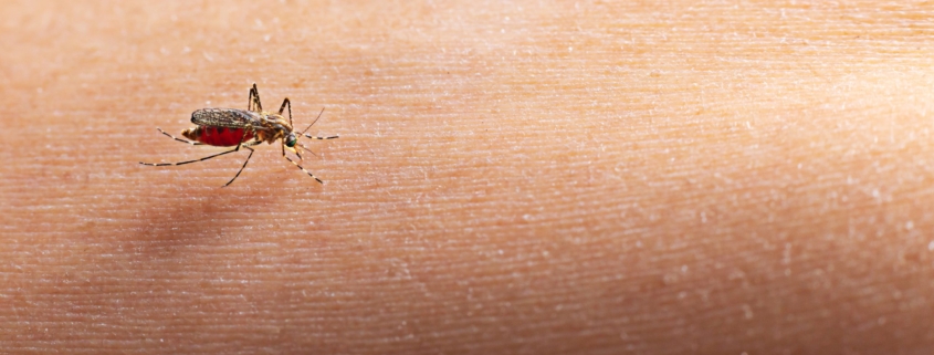 una delle zanzare invasive su un braccio umano