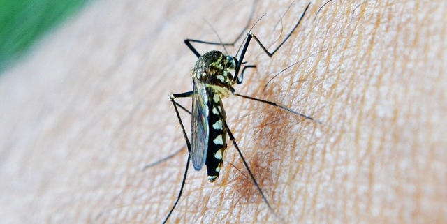 dengue una zanzara che poggiata sulla pelle mentre punge un uomo
