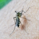 dengue una zanzara che poggiata sulla pelle mentre punge un uomo