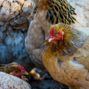 aviaria, un allevamemnto di polli