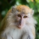 virus b, un giovane macaco