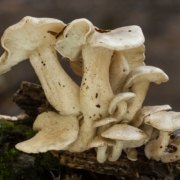 chlorophyllum molybdites