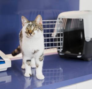 aviaria e cibi crudi: gatto dal veterinario