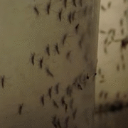 rischio west nile, alcune zanzare in laboratorio