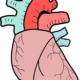 heart, anatomy, biology, medical, people, aorta, man, body, science, aorta, aorta, aorta, aorta, aorta