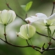 dogwood, cornus florida, flower dogwood, white flowers, blossom, bloom, petals, shrub, nature, blossom, dogwood, dogwood, dogwood, dogwood, dogwood, white flowers, white flowers, white flowers, blossom, blossom, blossom, blossom, blossom, bloom, bloom, bloom, nature
