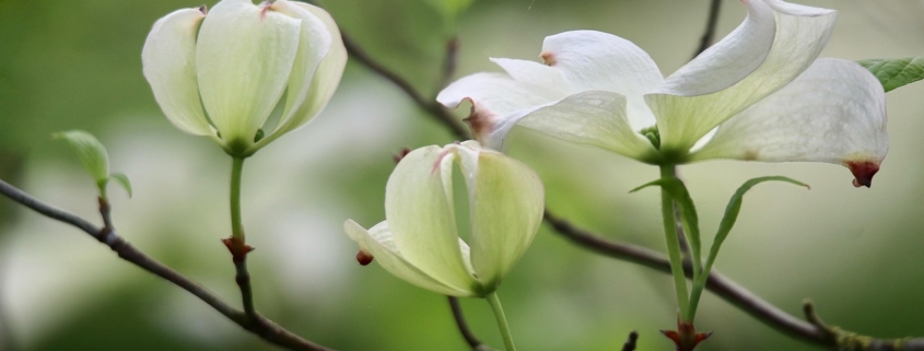 dogwood, cornus florida, flower dogwood, white flowers, blossom, bloom, petals, shrub, nature, blossom, dogwood, dogwood, dogwood, dogwood, dogwood, white flowers, white flowers, white flowers, blossom, blossom, blossom, blossom, blossom, bloom, bloom, bloom, nature