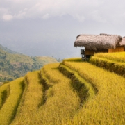 terraces, rice fields, paddy, hoang su phi, ha giang, pine, vietnam, vietnam, vietnam, vietnam, vietnam, vietnam