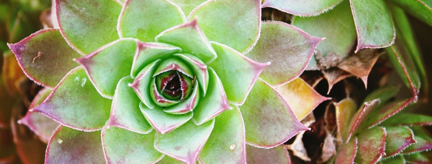sempre vivum, cactus, nature, garden