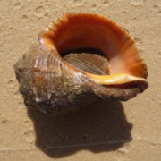rapana venosa, ukraine, shell, seashell, beautiful, macro, close-up, beach, sea, ocean, nature, outside, summer, spring, rapana venosa, rapana venosa, rapana venosa, rapana venosa, rapana venosa, ukraine, seashell, summer