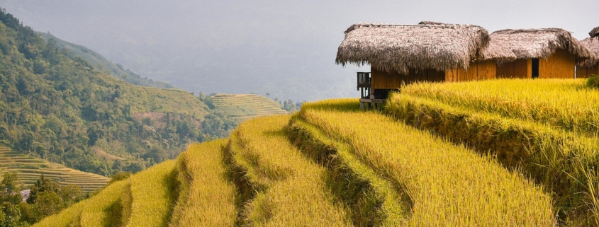 terraces, rice fields, paddy, hoang su phi, ha giang, pine, vietnam, vietnam, vietnam, vietnam, vietnam, vietnam