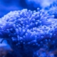 coral, polyp, aquarium