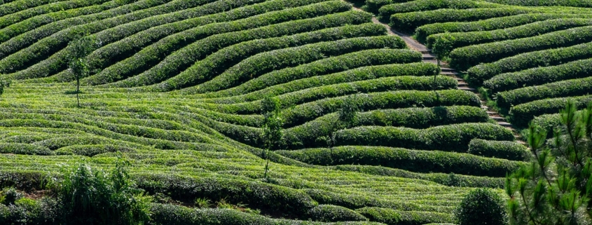 tea, tea garden, tea tree, nature, green, agriculture, farmland, natural, plant