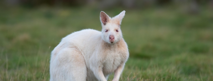 wallaby, albino bennetts wallaby, albino, macropus rufogriseus, marsupial, mammal, animal, wildlife, wild, genetic mutation, genetic variation, nature, bruny island, tasmania