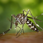 mosquito, insect, mosquito bite, blood sucker, blood sucking, tiger mosquito, nature, forest mosquito, asian tiger mosquito, aedes albopictus, animal, closeup