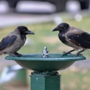 heat, the heat, birds, crows, corvidae, nature, feathers, beak, together, perched, the well, drinking, the water, park, urban, immediate, surprising, particular, hot weather, thirst