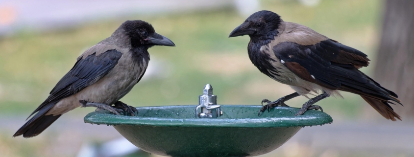 heat, the heat, birds, crows, corvidae, nature, feathers, beak, together, perched, the well, drinking, the water, park, urban, immediate, surprising, particular, hot weather, thirst
