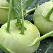 cavolorapa, kohlrabi, vegetables, basilicata, agriculture, sano, horticulture, food, to eat, kohlrabi, kohlrabi, kohlrabi, kohlrabi, kohlrabi